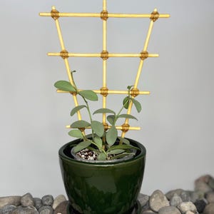 May include: A small potted plant with green leaves and a bamboo trellis. The plant is in a dark green ceramic pot with a matching saucer. The trellis is made of light brown bamboo and tied with a natural fibre.