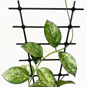 Peut inclure: Un treillis pour plantes en plastique noir avec un motif en grille soutenant une plante Hoya. La plante présente des feuilles pointues et cireuses, vertes avec des motifs panachés vert clair et argentés. Une fine tige monte le long du cadre.