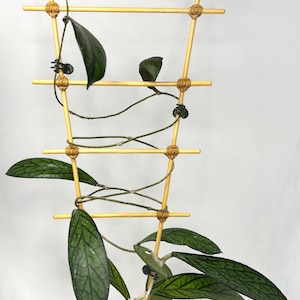 May include: A houseplant with patterned green leaves climbing a bamboo trellis. The trellis is constructed from light brown bamboo, secured with twine. The plant is potted in a beige container.