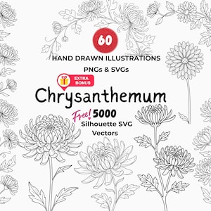 Chrysant zeer fijne tekeningen, bloem geboorte november, botanische SVG PNG (directe download)