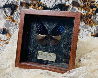Real Butterfly Insect, One-Of-A-Kind Wall Decor, Unique gift, Butterfly Specimen Keepsakes, Natural Aesthetic Specimen, Christmas Gifts