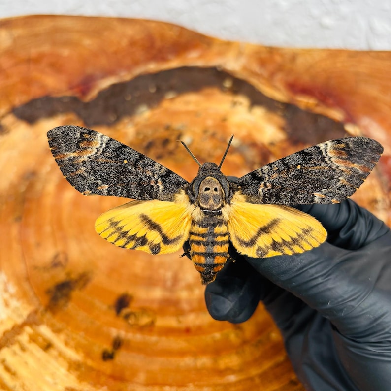 Moth With Skull Pattern Taxidermy Death’s-head Hawkmoth, Skull Moth Specimen, Moth Display ...