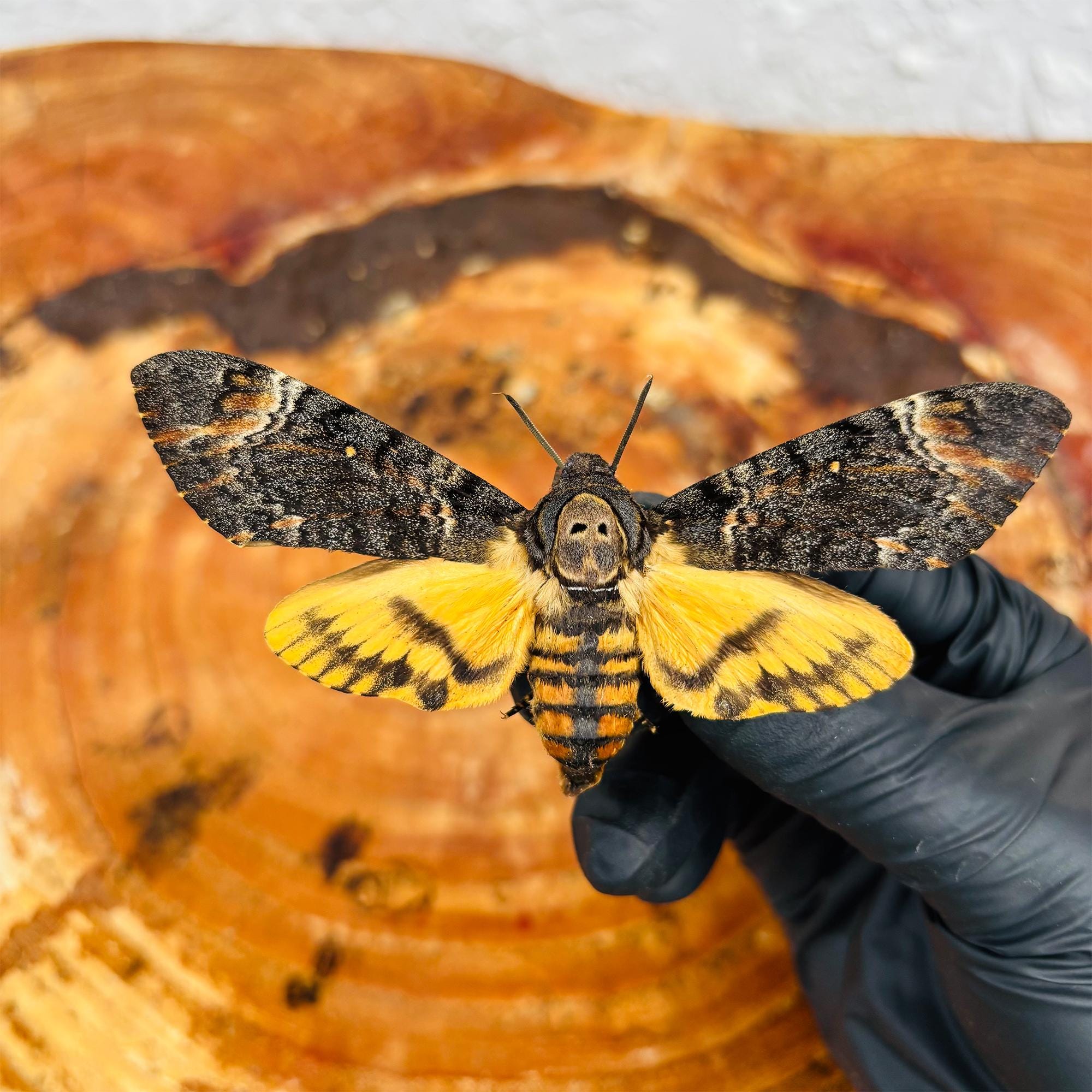 Gothic Insect Real Framed Death Head Moth Acherontia, Intricately Preserved Gothic ...