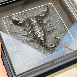May include: A framed, three-dimensional relief sculpture of a black scorpion. The scorpion is centered on a textured, dark gray background with a floral pattern. The frame is black.