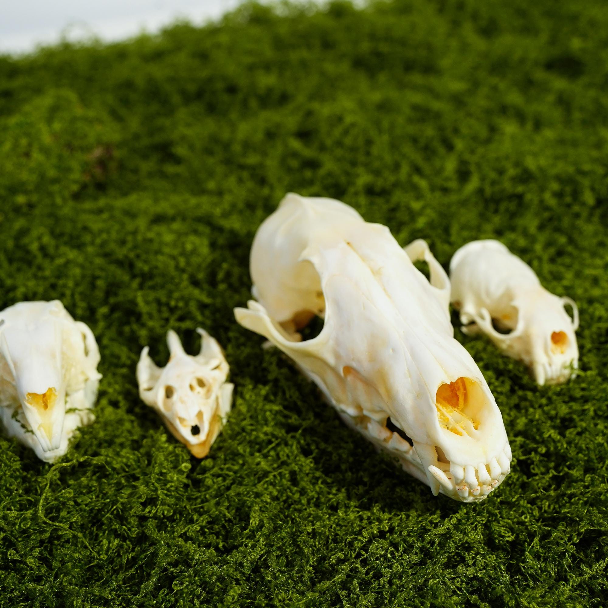 Mink Skull - Etsy, image size:2000x2000