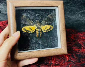 Acherontia, polilla calavera enmarcada, arte gótico de insectos intrincadamente conservado para decoración estética oscura, decoración de pared gótica oscura