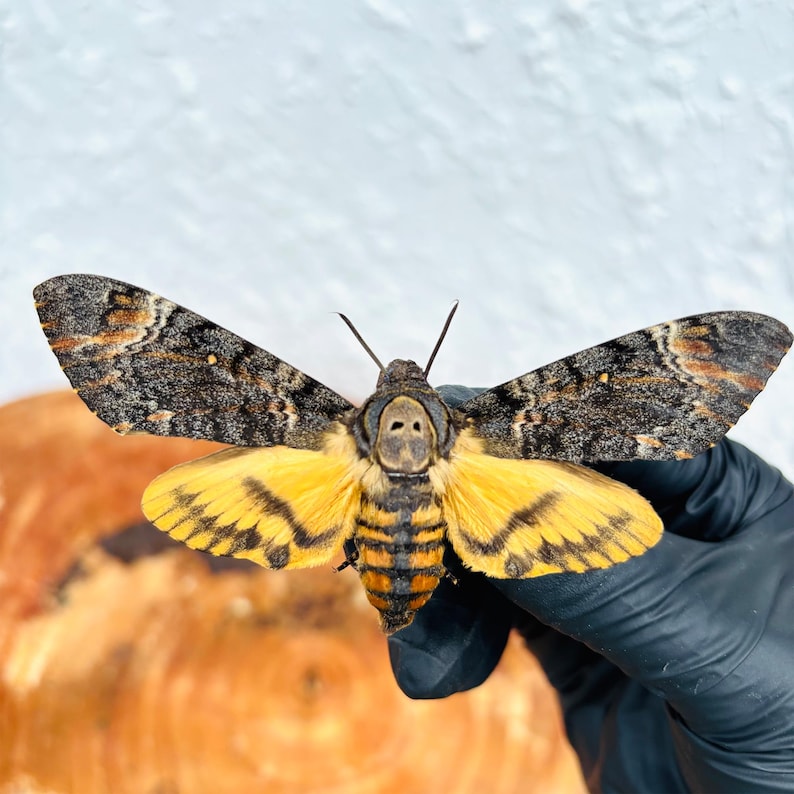 Moth With Skull Pattern Taxidermy Death’s-head Hawkmoth, Skull Moth Specimen, Moth Display ...