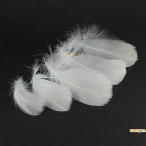 100 Pieces White Feather 6-12CM (YM397)