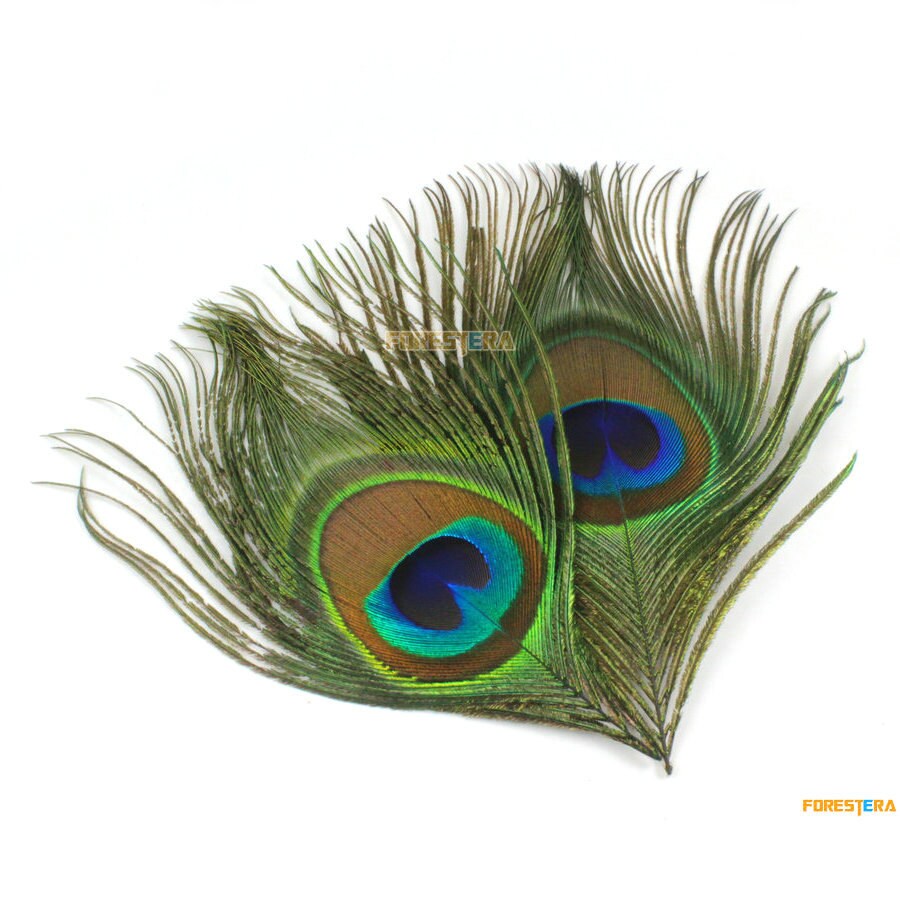 Paon vert mâle montrant des plumes au paon femelle Bois d'épicéa avec  planches 90x60