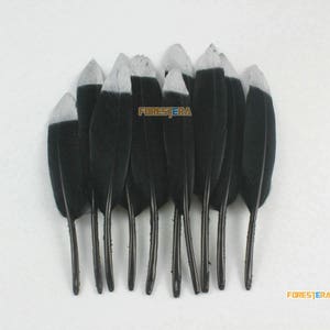10 Pieces Black Feather 9-15cm (YM481)
