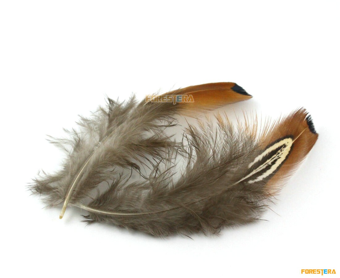 50 Pieces Brown Feather 4-7cm (YM31) - Etsy