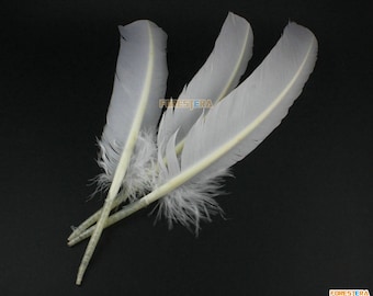 Puede incluir: Tres plumas blancas con una pluma de cañón marrón claro. Las plumas están dispuestas en forma de abanico.