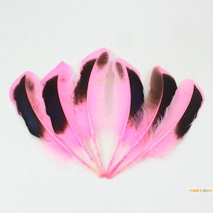 20 Stück rosa Feder 10-15cm (YM549)
