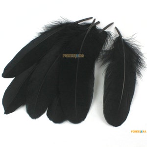 50 Pieces Black Feather 15-20cm (YM158)