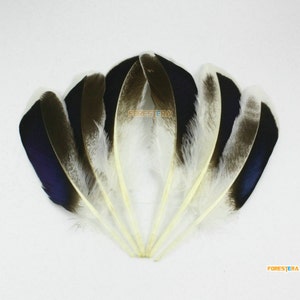 50 Pieces Black Blue Feather 10-15cm (YM237)