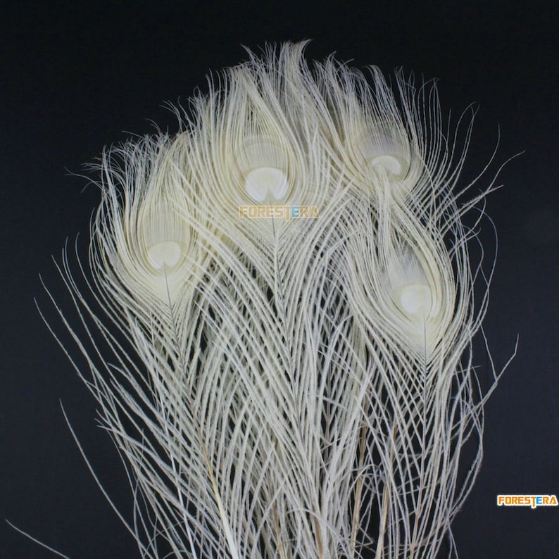 10 Pieces White Peacock Feather 2530cm YM177 Etsy