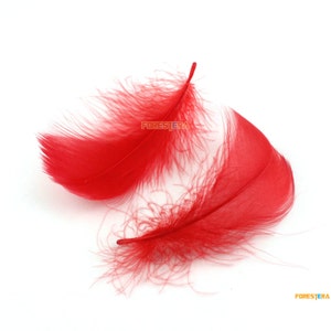 Puede incluir: Dos plumas rojas vibrantes con texturas suaves y esponjosas se muestran sobre un fondo blanco. Las plumas están ligeramente curvadas, mostrando su delicada estructura y rico color. La imagen está bien iluminada, resaltando los detalles de las plumas.