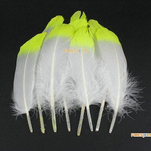 10 Pieces White Feather Yellow Painted Feather 14-20cm (YM478)