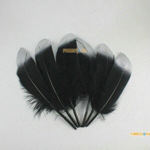 10 Pieces Black Feather 14-20cm (YM482)
