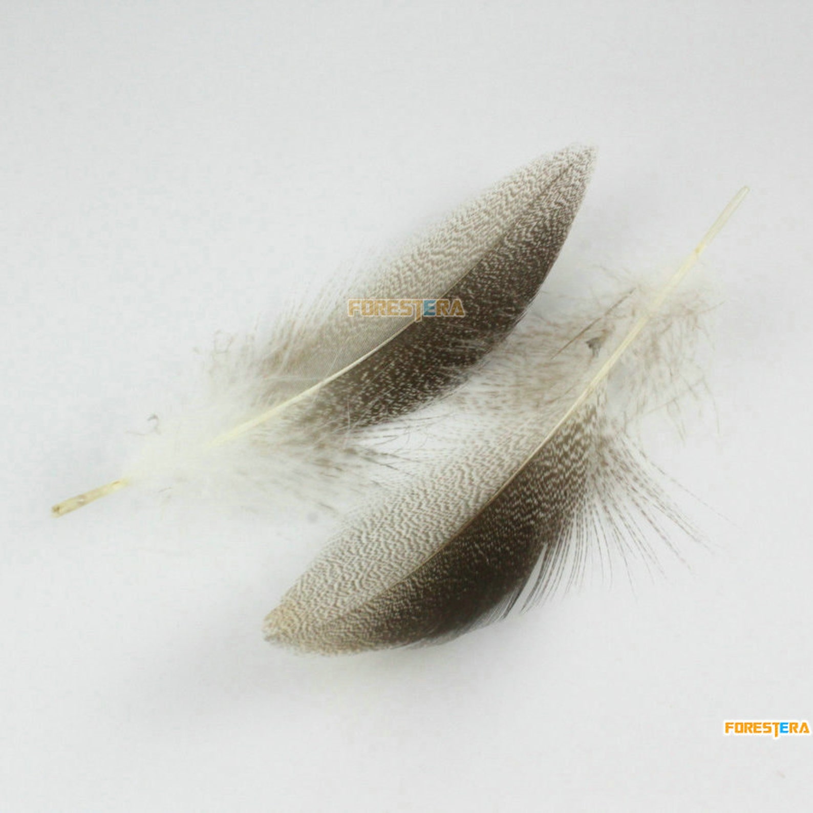 20 Pieces Gray Brown Feather 812cm YM238 Etsy