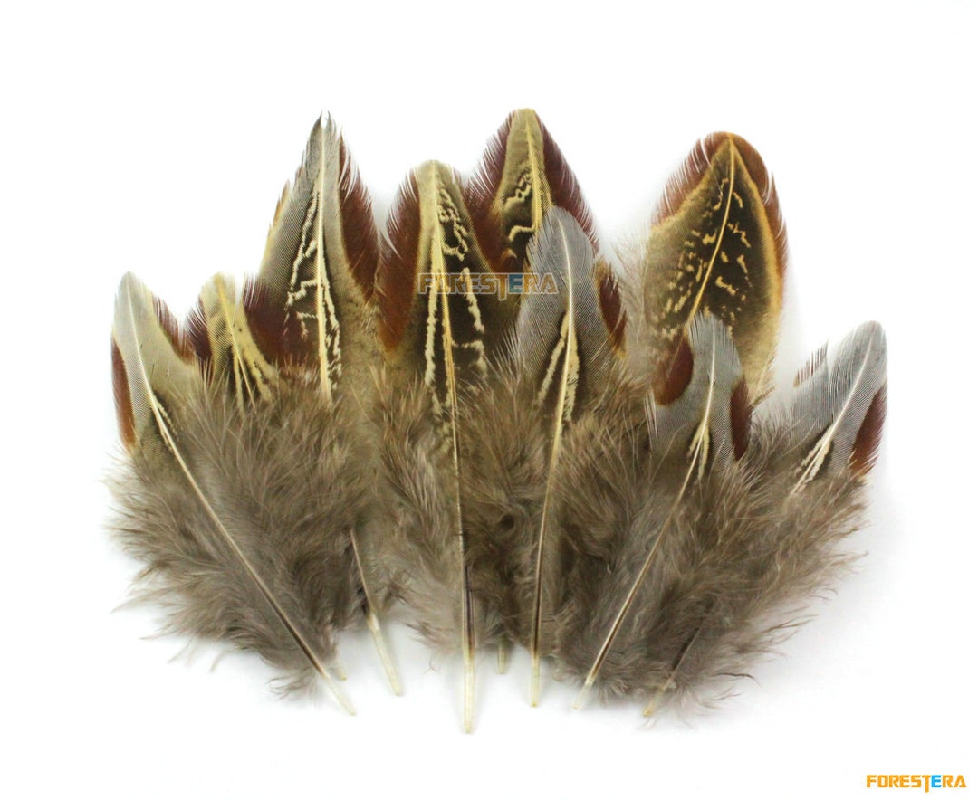 50 Pieces Gray Brown Feather 4-7cm (YM30) - Etsy