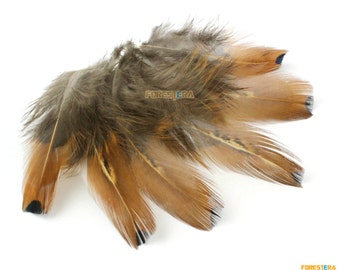 flowerlower320design Brown Feather 61vICW0o3gL._AC_SY200_QL15_.jpg