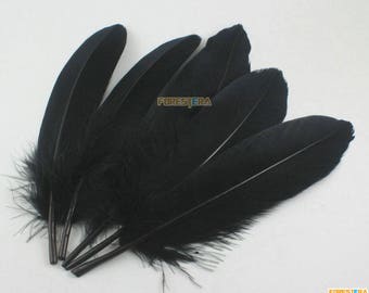 50 Pieces Black Feather 14-20cm (YM342)