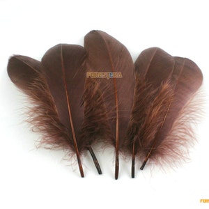 50 Pieces Brown  Feather 10-15cm (YM107)