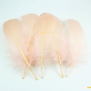 50 Stück Pfirsich-rosa Feder 10-15cm (YM106)