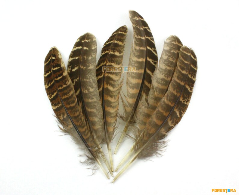 50 Pieces Brown Feather 10-15cm YM28 - Etsy
