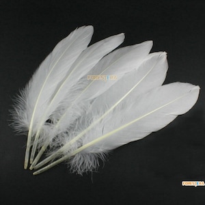 50 Pieces White Feather 14-20cm (YM349)