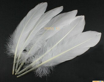 Puede incluir: Un grupo de plumas blancas con un ligero color blanquecino en la base. Las plumas están dispuestas en forma de abanico, con las puntas de las plumas apuntando hacia la parte superior de la imagen.
