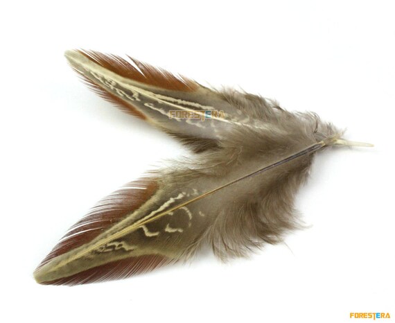 50 Pieces Gray Brown Feather 4-7cm (YM30) - Etsy