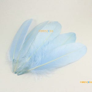 May include: A bunch of light blue feathers. The feathers are soft and fluffy, and they would be perfect for crafting or decorating.