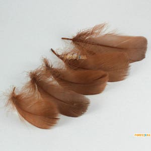 May include: A group of five brown feathers. The feathers are soft and fluffy, and they are arranged in a fan shape.