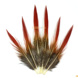 May include: A bunch of red and brown pheasant feathers with white tips. The feathers are arranged in a fan shape.
