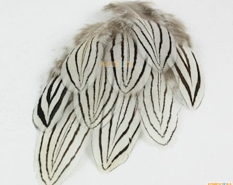 20 Pieces White Feather 5-7cm (YM233)