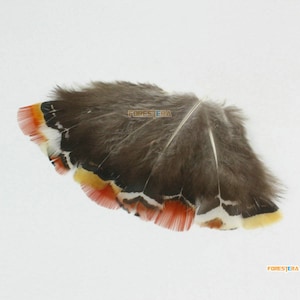 50 Pieces Brown Feather 4-7cm (YM412)