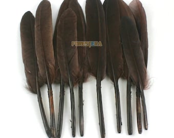 50 Pieces Dark Brown Feather 9-15cm (YM150)