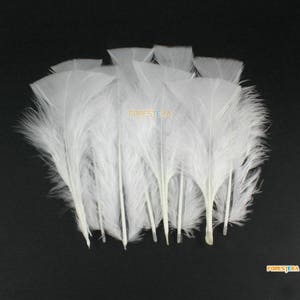 50 Pieces White Feather 8-15cm (YM512)