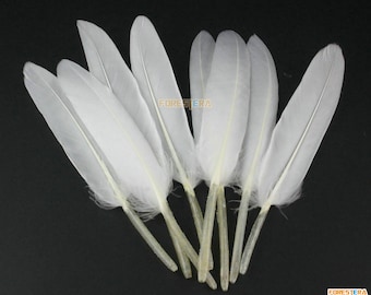 Puede incluir: Un manojo de plumas blancas con cañones naturales. Las plumas son suaves y esponjosas, y serían perfectas para manualidades o decoración.