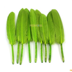 50 Pieces Navy Green Feather 9-15cm (YM146)