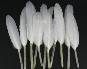 Puede incluir: Un montón de plumas blancas con cañones transparentes. Las plumas están dispuestas en forma de abanico y todas son del mismo tamaño.