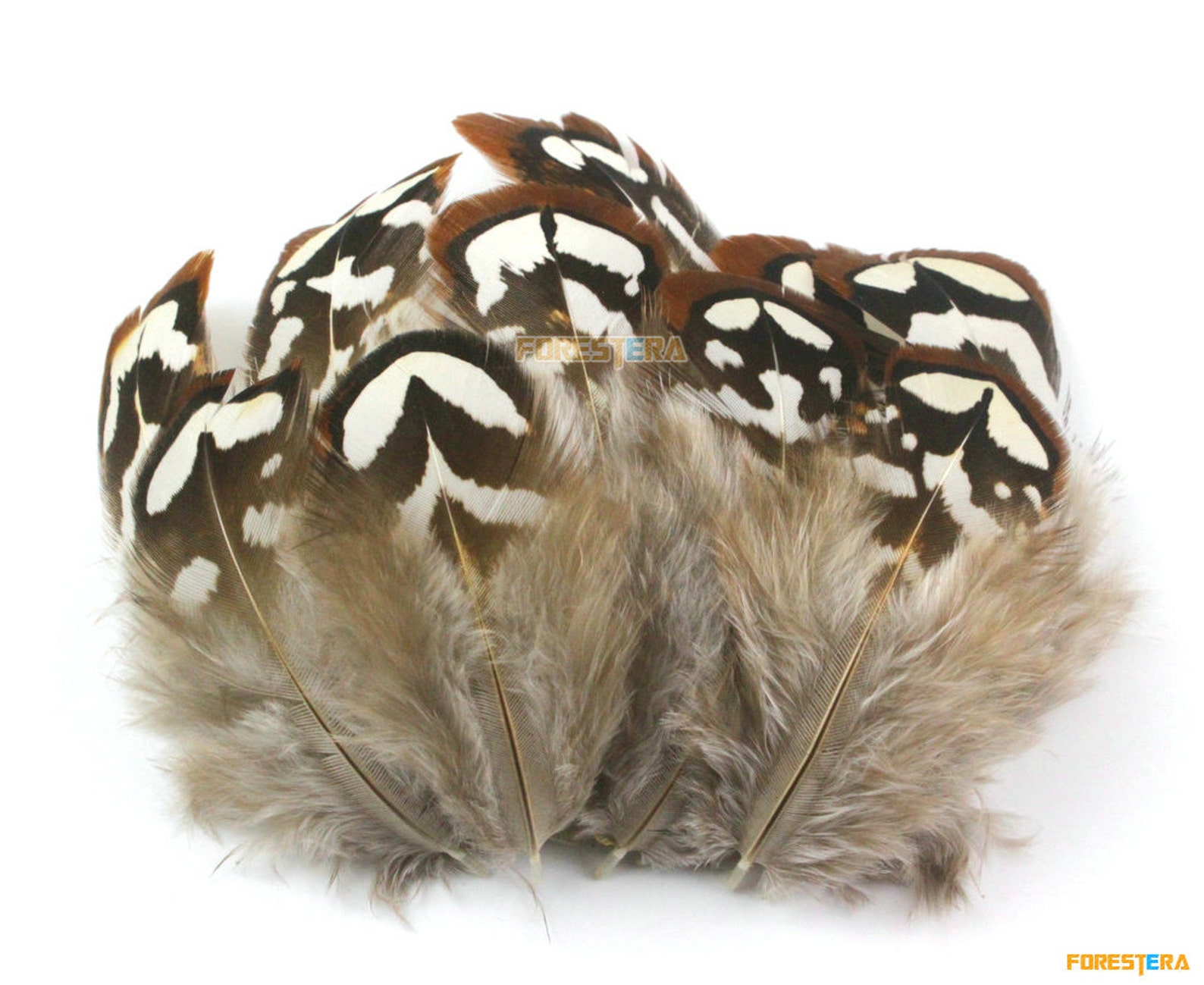 50 Pieces White Brown Feather 48cm YM34 Etsy