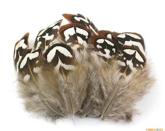May include: A bunch of brown, white, and black pheasant feathers with a white background.
