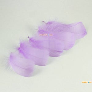 100 pièces mauve plume 6-12CM (YM401)