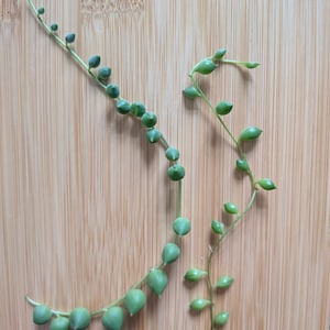 String of pearls (Senecio Rowleyanus) indoor plant cutting