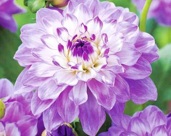 Mixed Dahlia Pompon Seeds, Perennial Heirloom Flower