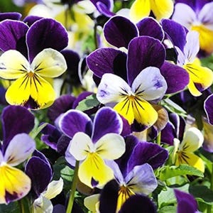 May include: Close-up of vibrant pansy flowers. The petals display a striking contrast of colors, with deep purple and bright yellow dominating. Some petals have white and yellow hues. The flowers are in full bloom, showcasing their intricate patterns.