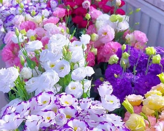 Lisianthus Seeds – Mixed Color Eustoma Flower Seeds – Thornless Rose, Non-GMO Perennial Blooms